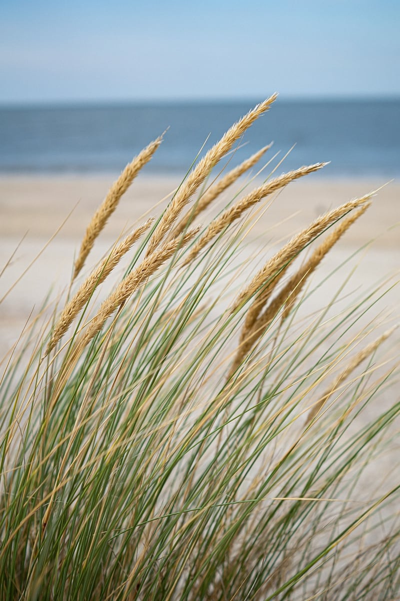 Dreamy Beachfront