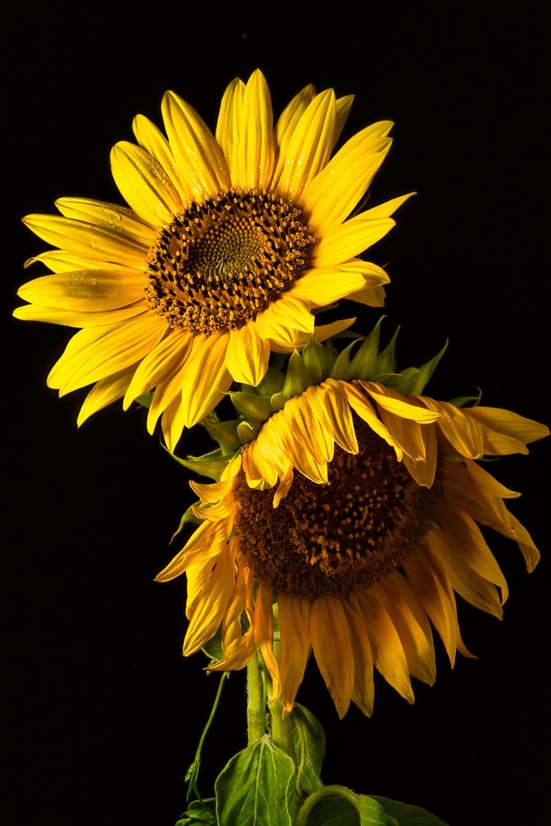Floral Wallpaper